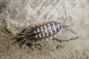Oniscidae Oniscidea Armadillidium vulgare, terrestrial crustacean over sand, In its habitat of humidity and darkness