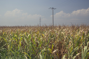corn field in summer with electric pole