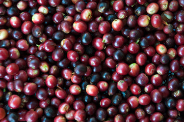 fresh coffee beans before roast,Coffee seeds beans ripening