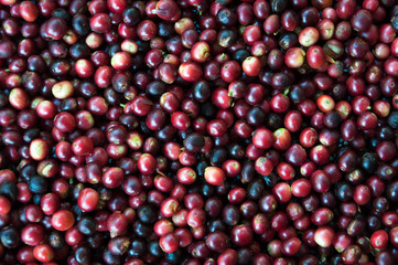 fresh coffee beans before roast,Coffee seeds beans ripening