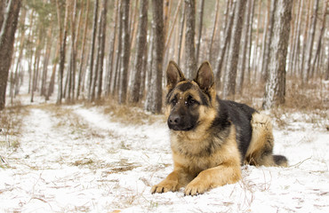 adult sheepdog on a winter walk