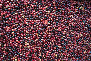 fresh coffee beans before roast,Coffee seeds beans ripening