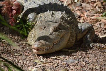 Krokodil auf der Lauer