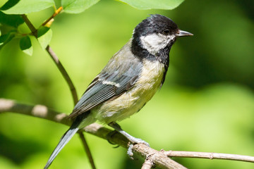 tit on a branch