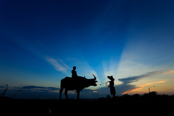 silhouette of boys with buffalo standing in the morning.