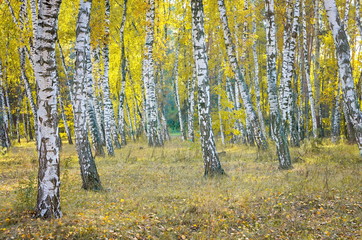 Fototapeta premium Landscape birch grove. Autumn. Yellow leaves and grass.
