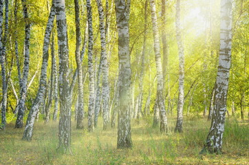 Landscape birch grove. Autumn. The lights of a sun.