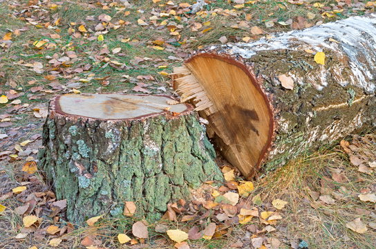 sawn birch trunk and stump