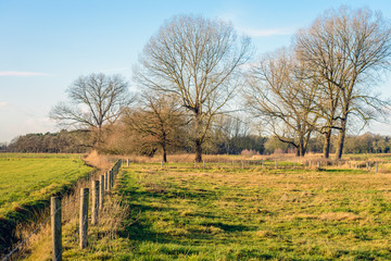 Fences and leafless trees in a rural landscape