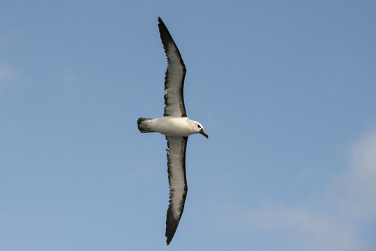 Albatros à Nez Jaune,.Thalassarche Chlororhynchos,  Atlantic Yellow Nosed Albatross, Georgie Du Sud