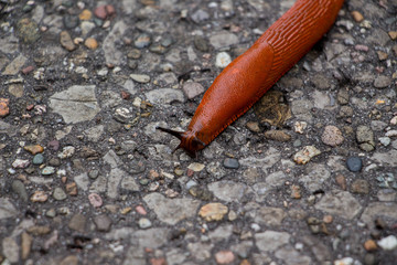 Rote Nacktschnecke auf der Straße