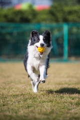 Border Shepherd runs in the grass