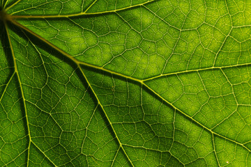 Fototapeta na wymiar Detail of the texture and pattern of a fig leaf plant, the veins form similar structure to a green tree
