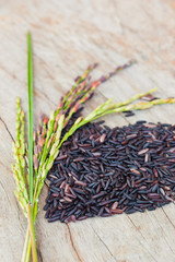Close up of rice berry seed with rice spike on wooden background
