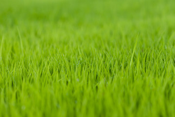Beautiful green rice field background, Selective focus.
