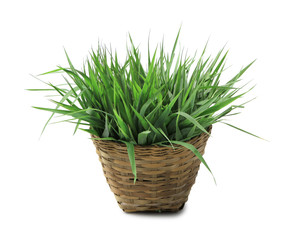 Fresh grass in basket isolated on white background