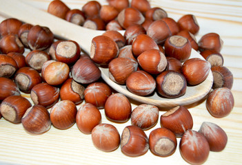 en yeni fındık resimleri