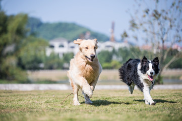 Golden retriever playing on the grass