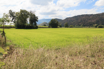 paddy fields and green rice of Thailand farmer