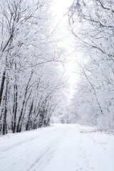 Winter path with frozen trees