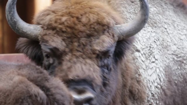 Close up of young big bison, Poland