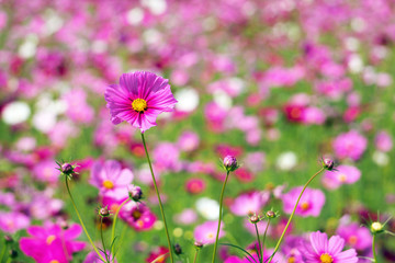 pink cosmos flower with copy space