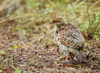 Grey francolin 