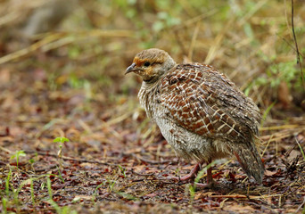Grey francolin 