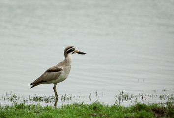 Great stone-curlew