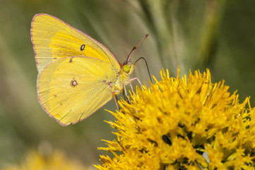 Clouded Sulphur Butterfly