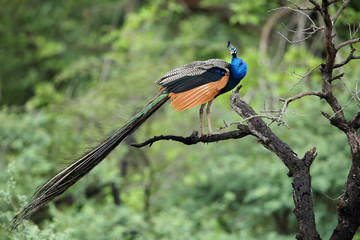 Fototapeta premium Peacock perched on a tree, Ranthambore National Park