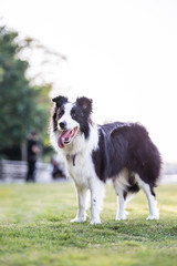 Border Collie on the grass