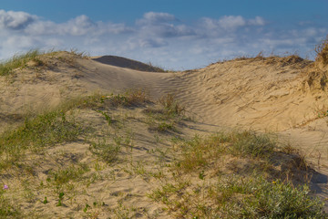Dunes and vegetation at Cassino beach