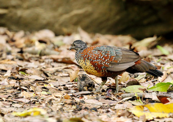 Male Painted spur fowl, Ranthambore National Park 