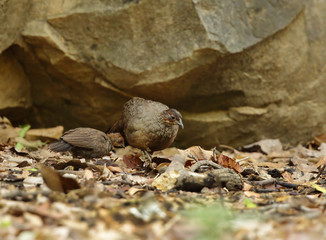 Female Painted spur fowl, Ranthambore National Park 