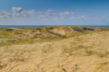 Dunes and vegetation at Cassino beach
