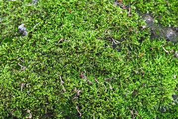 Obraz premium Green moss background