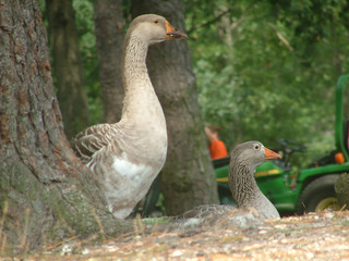 Geese at Rest