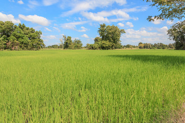 Fototapeta premium paddy fields