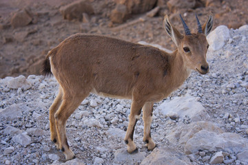 nubian ibex
