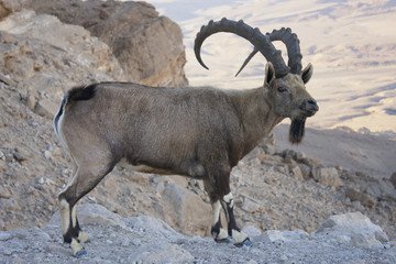 nubian ibex