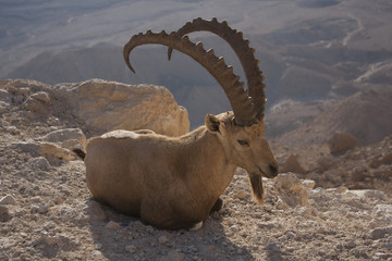nubian ibex