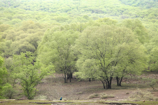Dhoke forest, Ranthambore National Park