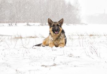 sheepdog on a winter walk