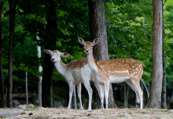 Naklejka na ściany i meble Pair of Fallow deer standing in the forest