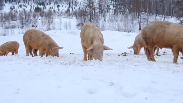 Young pigs on pasture in winter