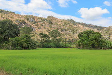 Fototapeta premium paddy fields and green rice of Thailand farmer