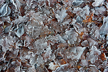 Frozen brown blue red and green leaves on ground