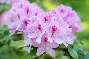 Flower Pink Rhododendron