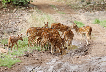 Naklejka na ściany i meble Cheetal deers in Ranthambore National Park
